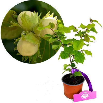Productafbeelding van Corylus "Tonda di Giffoni" – Italiaanse hazelnoot – hoogte 30 cm – pot van 11 cm