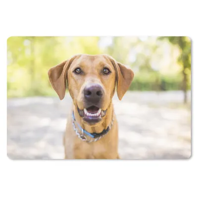 Produktbild von MuchoWow® Mauspad Mousepad Labrador Retriever draußen 27x18 cm - Mousepads - Maus Mat - Pad - Mausunterlage - Büroartikel - Desk Matten