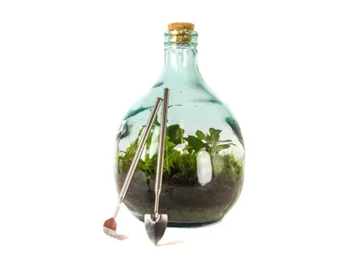 Obrázok produktu pre Gardners Sklenené terárium demižón, 5 l - osadené mokraďou