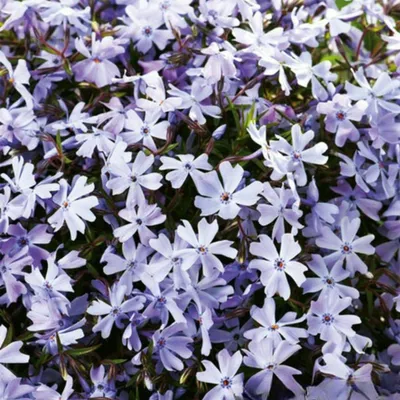Produktbild von Phlox Rhizom Sommerblüher Staude Phlox Flammenblumen Emerald Blue 1 St.