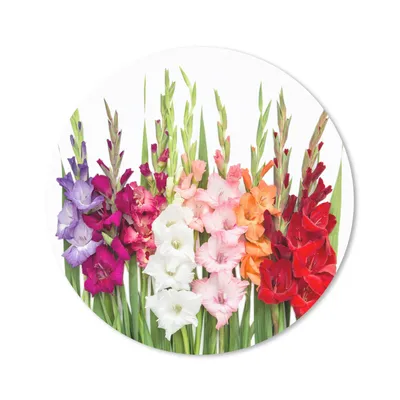 Produktbild von MuchoWow® Mauspad Mousepad Gladiolen - Blumen - Farben 40x40 cm - Mousepads - Maus Mat - Pad - Mausunterlage - Schreibtisch Accessoires