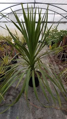 Image de Cordyline australis / Cordyline australe