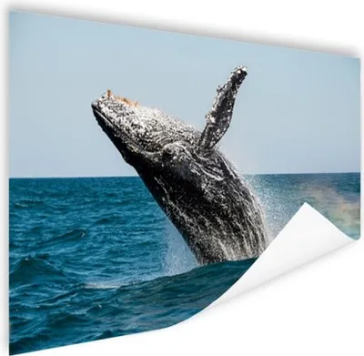 Produktbild von MuchoWow® Poster Springende Wale 180x120 cm - Fotoplakat