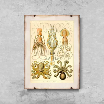 Produktbild von Poster - Canvas - Leinwand - 29,7 cm x 42 cm - Vitnage Octopus Gamochonia
