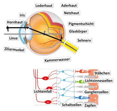 Produktbild von TimeTEX Auge und Sehvorgang, magnetisch, 32-tlg.