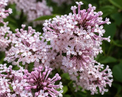Produktbild von SaatPilot Syringa oblata 50 Samen Frühlingsflieder