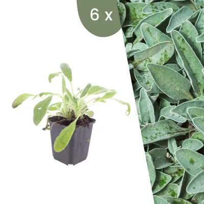 Produktbild von Plants by Frank | 6 Wollziest Pflanzen | Stachys Byzantina | Bodendecker | Winterhart | Mehrjährig | Gartenpflanzen