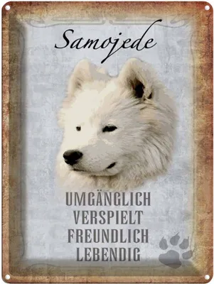 Produktbild von vianmo Blechschild 40x30 cm Samojede Hund