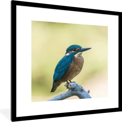 Produktbild von MuchoWow® Gerahmtes Poster Eisvogel - Zweig - Vogel 40x40 cm - Poster mit Schwarzem Bilderrahmen Wandposter Rahmen Foto Bilder - Poster - Plakat im Rahmen
