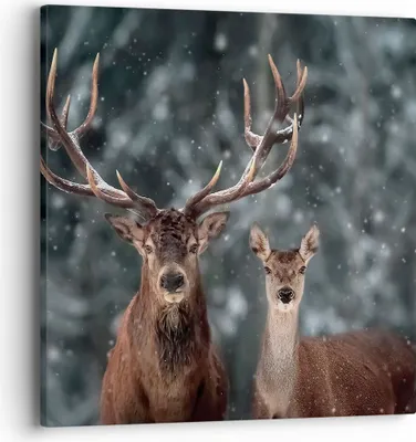 Produktbild von Bild auf Leinwand - Leinwandbild - Einteilig - Hirsch Rentier Reh - 40x40cm - Wand Bild - Wanddeko - Wandbilder - Leinwanddruck - Bilder - Wanddekoration - Leinwand bilder - Wandbild - AC40x40-5060