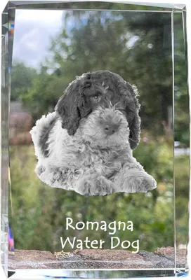 Produktbild von Romagnaischer Wasserhund - Kristall mit einem Hundebild, Bild im Glas, moderne Ausstellung des Art-Dog-Bildes.