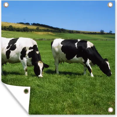 Produktbild von MuchoWow® 100x100 cm Outdoor-Poster Gartendeko Sichtschutz Garten Poster für den Garten  Kuh - Tiere - Gras