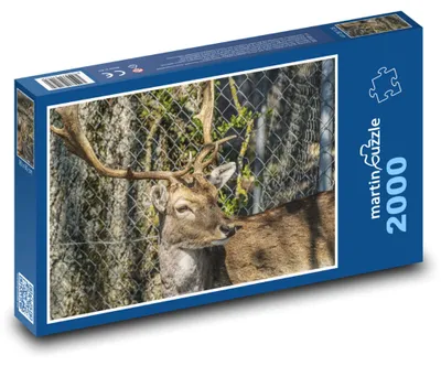 Obrázek produktu pro martinpuzzle - Puzzle 2000 - Jelen - lesní zvěř, parohy