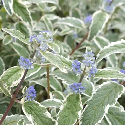 Productafbeelding van 2 x Caryopteris 'White Surprise' (Bartbloem) | 30-40 cm in pot
