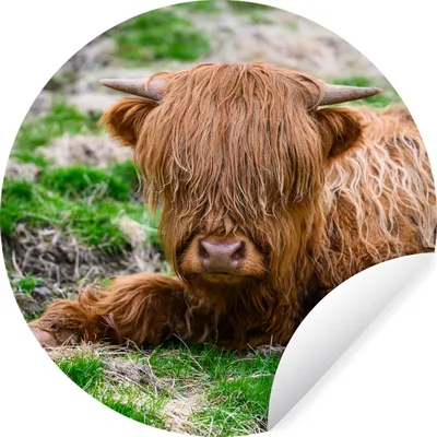 Produktbild von MuchoWow® Runde Wandtattoo - Wandsticker Tapete Aufkleber Schottischer Highlander - Heu - Gras Ø 50 cm Selbstklebend und Repositionierbar - Wandaufkleber - Kreis - Wand Kreis - Wand Bild - Foto Tapete - Selbstklebende - Wohnzimmerdekoration - Wand Dekoration - Kinderzimmer