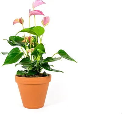 Obrázek produktu pro Gardners Anthurium andraeanum růžová, průměr 12 cm
