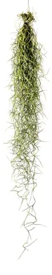 Obrázek produktu pro Gardners Tillandsia usneoides