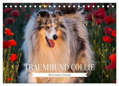 Produktbild von Traumhund Collie - Mein bester Freund (Tischkalender 2027 DIN A5 quer), CALVENDO Monatskalender