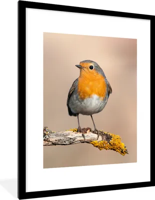 Produktbild von MuchoWow® Gerahmtes Poster Rotkehlchen - Vogel - Zweig - Tiere 60x80 cm - Poster mit Schwarzem Bilderrahmen Wandposter Rahmen Foto Bilder - Wohnzimmer - Dekorationen - Prämie