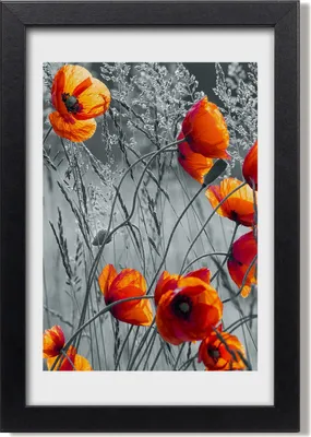 Produktbild von Bild 20x30 MDF-Rahmen, Wandkunst Feldmohnblumen