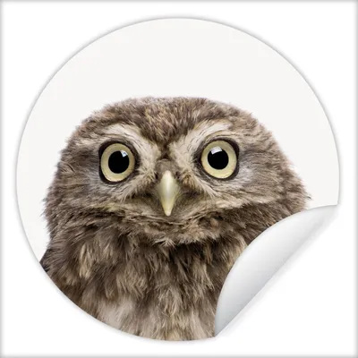 Produktbild von MuchoWow® Runde Wandtattoo - Wandsticker Tapete Aufkleber Eule - Eule - Porträt - Braun - Vogel - Jungen - Mädchen Ø 80 cm Selbstklebend und Repositionierbar - Wandaufkleber - Kreis - Mauerkreis - Wand Bilder - Wandsticker - Wohnzimmer Dekoration - Dekoration für die Wände - Aluminium - Babyzimmer