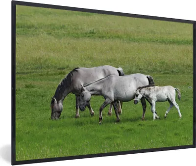 Produktbild von MuchoWow® Gerahmtes Poster Pferde - Tiere - Gras 30x20 cm - Poster mit Schwarzem Bilderrahmen Wandposter Rahmen Foto Bilder - Kunstdruck - Bild-Poster