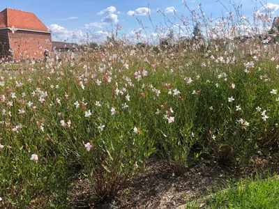 Zdjęcie produktu dla 6 x Gaura lindheimeri - wspaniała świeca - doniczka 9x9 cm