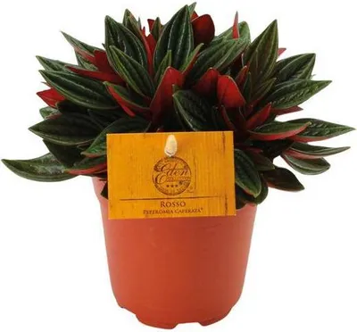 Image de Peperomia caperata 'Rosso' - Poivre d'ornement - Plante d'intérieur - Ø11cm
