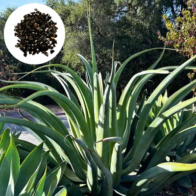 Zdjęcie produktu dla Nasiona Agave Vilmoriniana - zestaw 5 sztuk - Bezcierniowa - Agawa ośmiornica