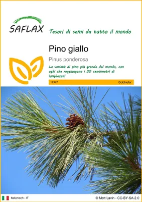 Immagine prodotto di SAFLAX - Pino giallo - 20 semi - Pinus