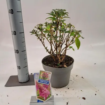 Zdjęcie produktu dla Buddleja davidii 'Butterfly Candy® Little Cerise' – budleja | 30–35 cm w doniczce