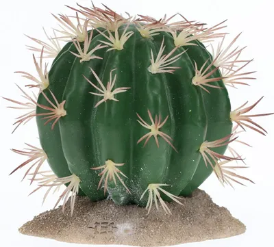 Immagine prodotto di Terra Della Decorazione Cactus Echinocactus verde con grandi spine