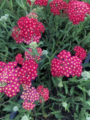 Produktbild von 6 x Achillea millefolium 'Paprika' - Schafgarbe im topf 9 x 9 cm
