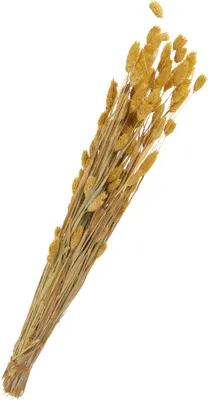 Produktbild von Trockenblumen "Phalaris", L ca. 55 cm, ca. 120 g Gelb