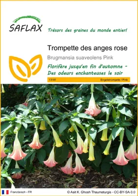 Image de SAFLAX  - Trompette des anges rose - 10 graines - Brugmansia