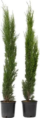 Image de Cyprès toujours vert - Set de 2 - Cupressus sempervirens - H70-80cm - ⌀19cm