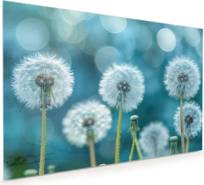 Produktbild von Küchenrückwand Spritzschutz Glas mit Motiv Löwenzahnwiese 40 x 40 cm