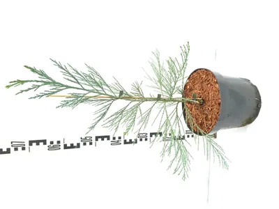 Produktbild von Sequoiadendron giganteum 'Powdered Blue' 60–90 cm Riesenmammutbaum blau