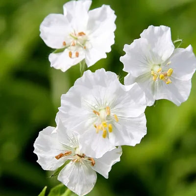 Produktbild von 6 x Weißer Storchschnabel  - Geranium phaeum 'Album'  | Topf 9cm x 9cm
