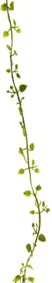 Produktbild von artplants.de Künstliche Girlande Mühlenbeckia JIAMIN, grün, 240 cm - Deko Girlande