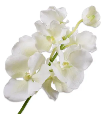 Produktbild von Silk-ka Seidenblume Orchidee Phalaenopsis Weiß Vanda (67cm)