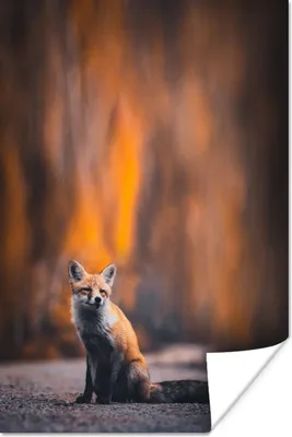 Produktbild von MuchoWow® Poster Fuchs - Straße 20x30 cm - Papierdruck