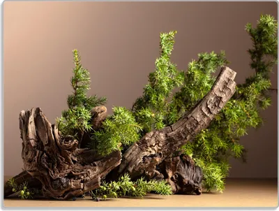 Produktbild von Wallario Glasunterlage, Schneidebrett aus Glas, Größe 30 x 40 cm, Motiv Komposition aus Holz und Grün
