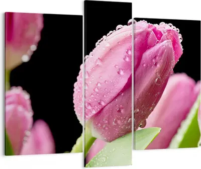 Produktbild von Bild auf Leinwand - Leinwandbild - Tulpe Blumen Tau - 95x80cm - Wand Bild - Wanddeko - Wandbilder - Leinwanddruck - Bilder - Kunstdruck - Wanddekoration - Leinwand bilder - Wandkunst - CB95x80-2483