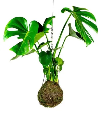 Obrázok produktu pre Gardners Kokedama Monstera Deliciosa (L)