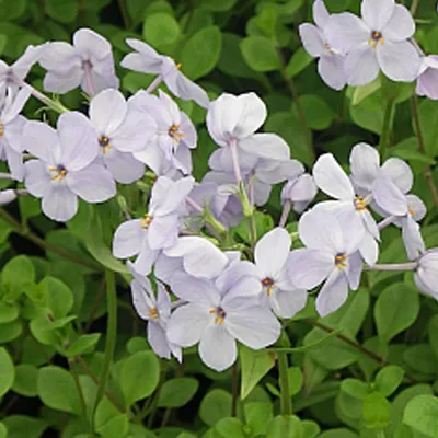 Productafbeelding van 6 x Bodembedekker Phlox - Phlox stolonifera 'Ariane' | Pot van 9x9 cm