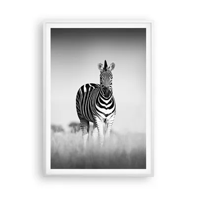 Produktbild von Gerahmtes Poster - Weißer Rahmen - Zebras Fotografie Schwarzweiß - 70x100 cm - Wand Bild - Wanddeko - Wandbilder - Kunstposter - Wandposter - Bilderrahmen - Bilder - Kunstdruck - P2WPA70x100-4476