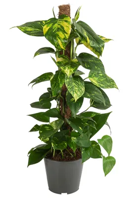 Produktbild von Dehner Efeutute, Epipremnum aureum, Kletterpflanze, an Moosstab gebunden, 70-80 cm inkl. Pflanztopf, Ø Topf 19 cm, Zimmerpflanze