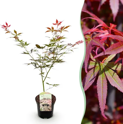 Image de Plante de terrasse - Erable Japonais - Acer palmatum Sumi-nagashi - Rouge - 1 Plante - Caduque - 60-70cm - Ø25cm - Plante de jardin