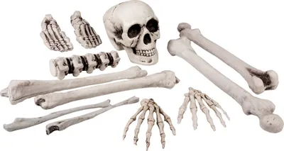 Produktbild von 12-teiliges Knochen Deko-Set mit Schädel - Halloween Deko Grusel